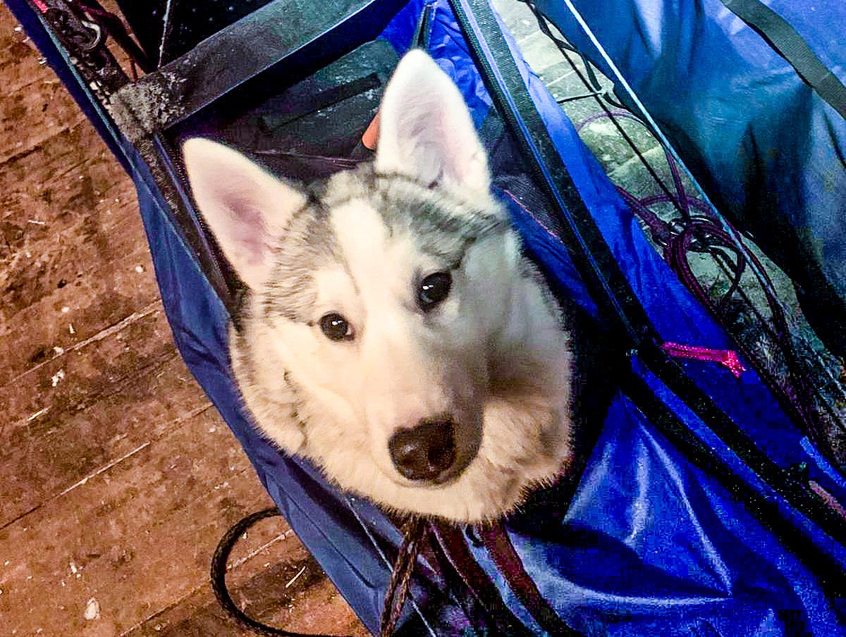 Indian Tribe Husky's Luke